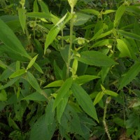 Tragia involucrata L.